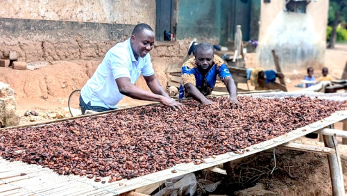 Cacao au Cameroun : les prix bas persistent à l'approche de la fin de la campagne 2025-2026