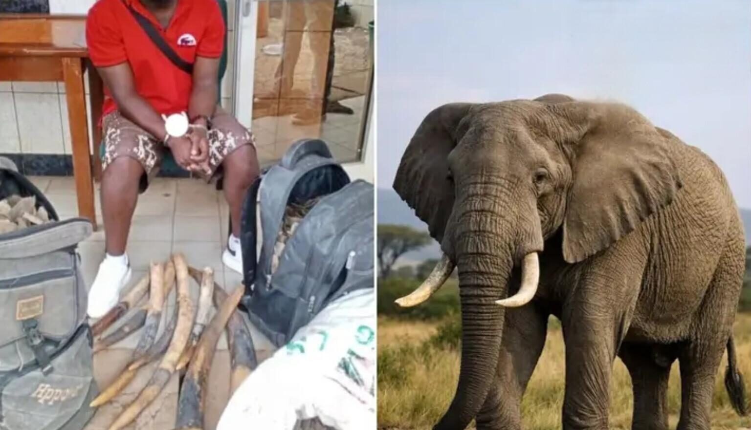 Protected Species Trafficking: Man Arrested in Yaoundé with Elephant Tusks and Pangolin Scales